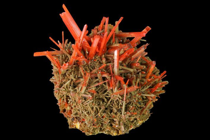 Bright Orange Crocoite Crystal Cluster - Tasmania #171635